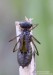 Vážka obecná (Vážky), Sympetrum vulgatum, Anisoptera (Odonata)